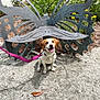 animal, art, brown_and_white, butterfly, daytime, dog, garden, gravel, greenery, happy, leash, metal_sculpture, nature, outdoor, park, pet, plant, sculpture, sitting, smiling