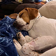 Reba is registered to the contest to win money with this photo: dog, sleeping, blanket, indoor, cozy, relaxed, brown_spot, white_fur, couch, living_room, paw, resting, fur, domestic_animal, pet, curled_up, comfort, home, animal, sleep
