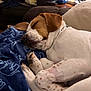 animal, blanket, brown_spot, comfort, couch, cozy, curled_up, dog, domestic_animal, fur, home, indoor, living_room, paw, pet, relaxed, resting, sleep, sleeping, white_fur