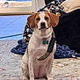 Reba is registered to the contest to win money with this photo: dog, pet, indoor, sitting, brown_and_white, collar, leash, blanket, rug, floor, living_room, wood_floor, window, pillows, cozy, animal, canine, domestic_animal, cute, alert