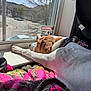Reba joined the competition — help win amazing prizes! dog, window, blanket, sunlight, indoor, resting, collar, white, brown, cozy, relaxed, daylight, warning_sign, furniture, pet, animal, sleeping, stretching, home, quiet