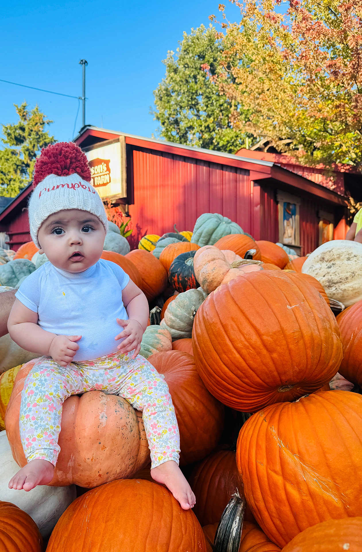 Kayla joined the competition — help win amazing prizes! baby, child, pumpkin, hat, autumn, fall, orange, red_barn, outdoor, nature, cute, sitting, leafy_trees, seasonal, harvest, person, portrait, colorful, daylight, scenic