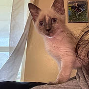 Finn joined the competition — help win amazing prizes! cat, kitten, siamese_cat, pet, animal, blue_eyes, pointed_ears, whiskers, portrait, close_up, sitting, shoulder, human, hair, shirt, indoor, curtain, window, framed_picture, home