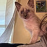cat, kitten, siamese_cat, pet, animal, blue_eyes, pointed_ears, whiskers, portrait, close_up, sitting, shoulder, human, hair, shirt, indoor, curtain, window, framed_picture, home