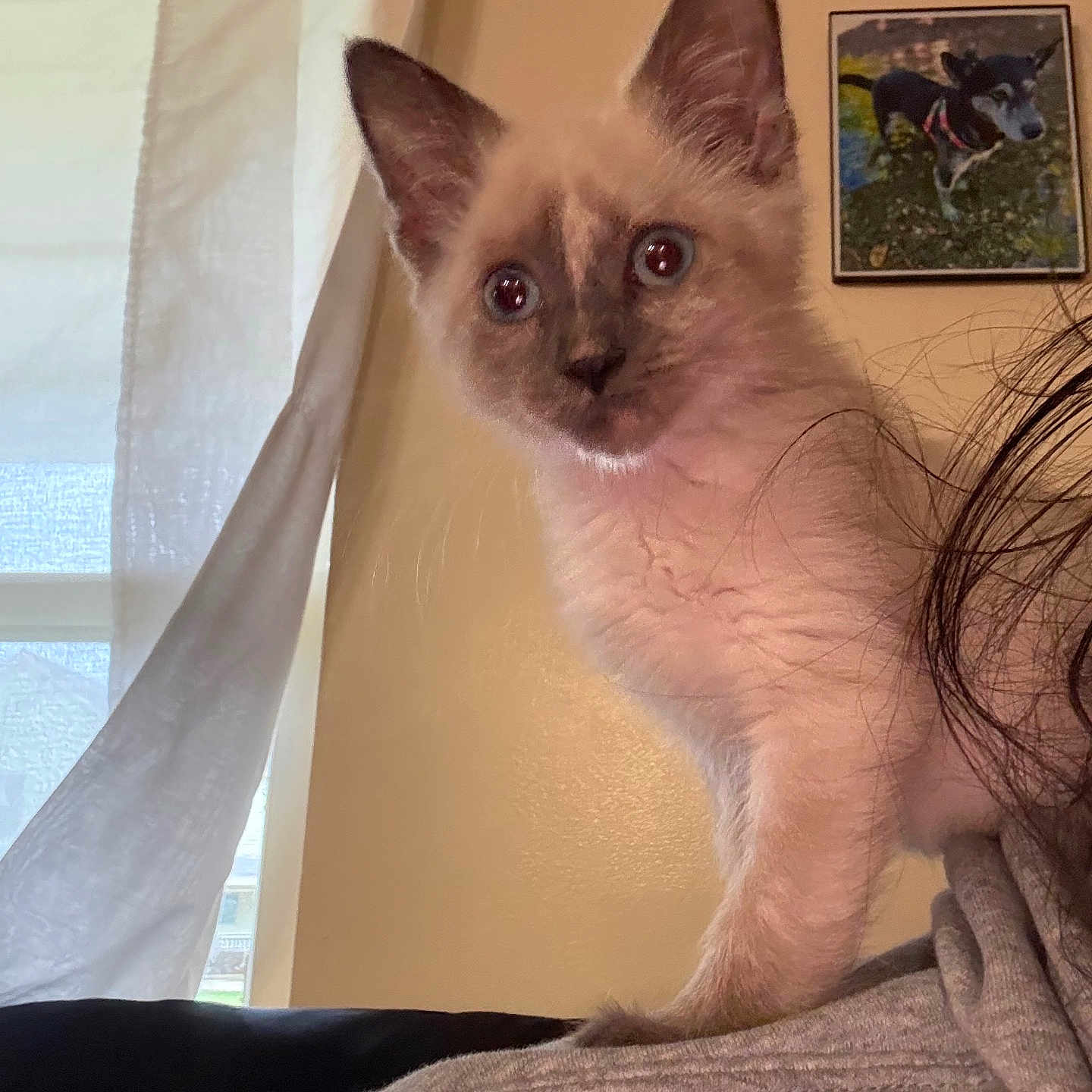 Finn