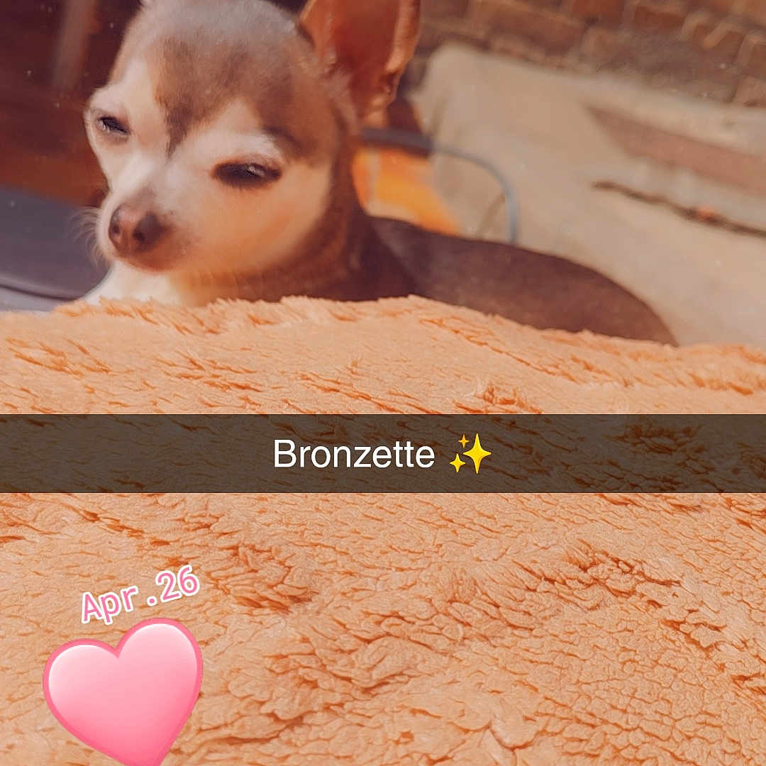 Djoy participe au concours pour gagner de l'argent avec cette photo : dog, small_dog, blanket, orange_blanket, indoor, brick_wall, sunlight, relaxed, face, ears, pet, closeup, cozy, cute, snout, fur, home, table, shadow, expression