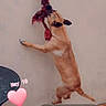 dog, rope, jumping, wall, playful, pet, animal, tan_fur, outdoor, tile_floor, bite, active, canine, leap, fence, play, energetic, domestic_animal, pet_play, fun