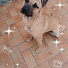 dog, pet, animal, sitting, brown, floor, tile, brick_wall, ears_up, looking_up, cute, canine, domestic_animal, portrait, digital_effects, crowns, sparkles, outdoor, companion, friendly