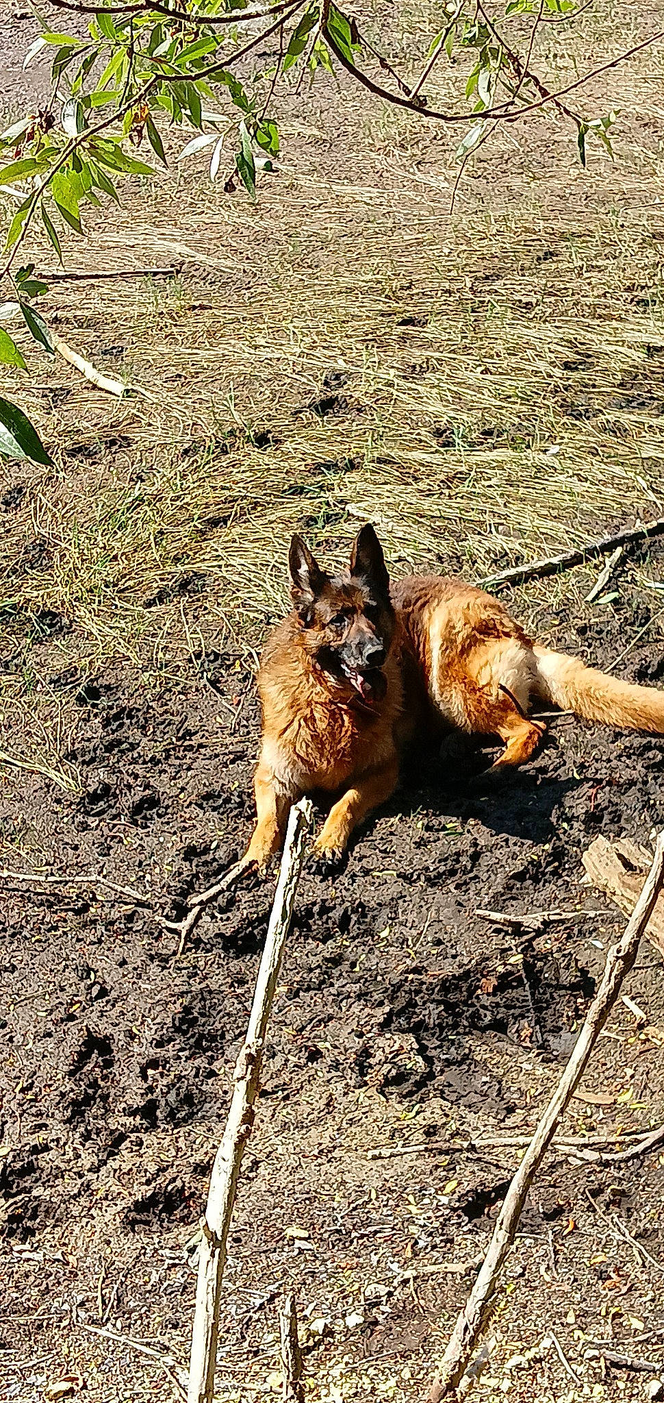 Gaya participe au concours pour gagner de l'argent avec cette photo : canidae, canis, carnivore, dog, dog_breed, dog_hiking, fawn, grass, hunting_dog, liver, old_german_shepherd_dog, soil, sporting_group, tail, terrestrial_animal, working_dog