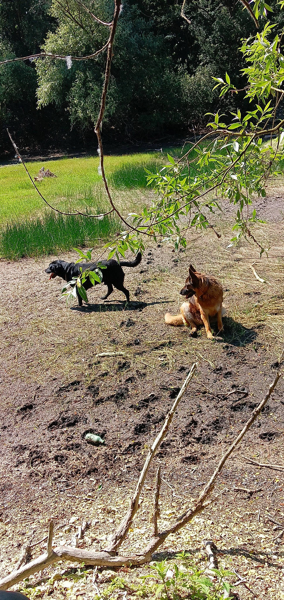 Gaya a rejoint le concours — aidez-le/la à gagner de superbes lots ! canidae, carnivore, dog_breed, grass, groundcover, jungle, plant, primate, shadow, soil, sporting_group, tail, terrestrial_animal, tree, wildlife, working_animal