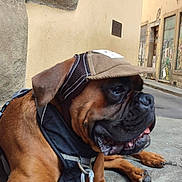 Vlad a rejoint le concours — aidez-le/la à gagner de superbes lots ! dog, brown_dog, cap, street, sidewalk, urban, building, wall, leash, resting, pet, canine, outdoor, pavement, closeup, portrait, animal, muzzle, ears, collar