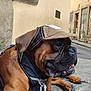 dog, brown_dog, cap, street, sidewalk, urban, building, wall, leash, resting, pet, canine, outdoor, pavement, closeup, portrait, animal, muzzle, ears, collar