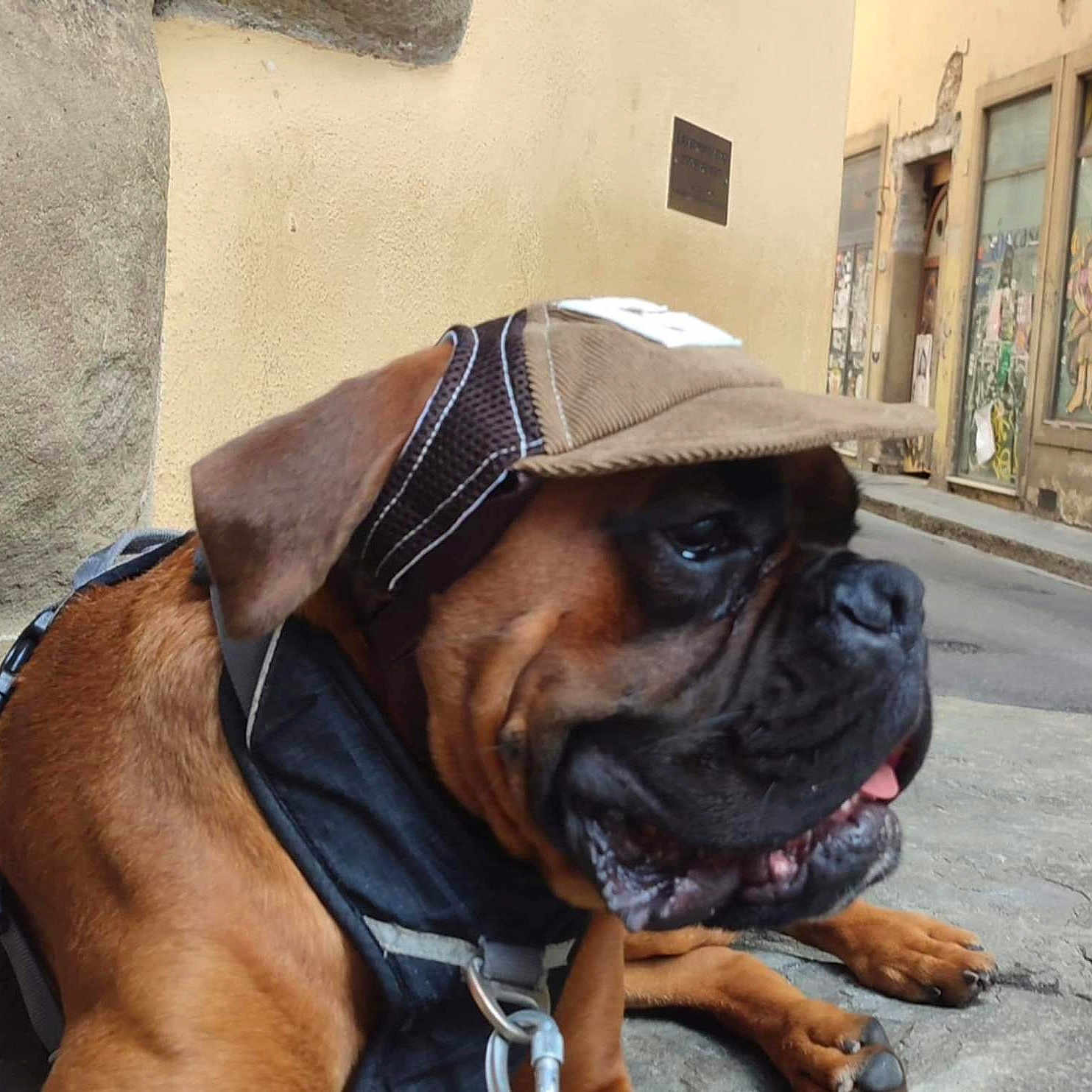 Vlad a rejoint le concours — aidez-le/la à gagner de superbes lots ! animal, brown_dog, building, canine, cap, closeup, collar, dog, ears, leash, muzzle, outdoor, pavement, pet, portrait, resting, sidewalk, street, urban, wall