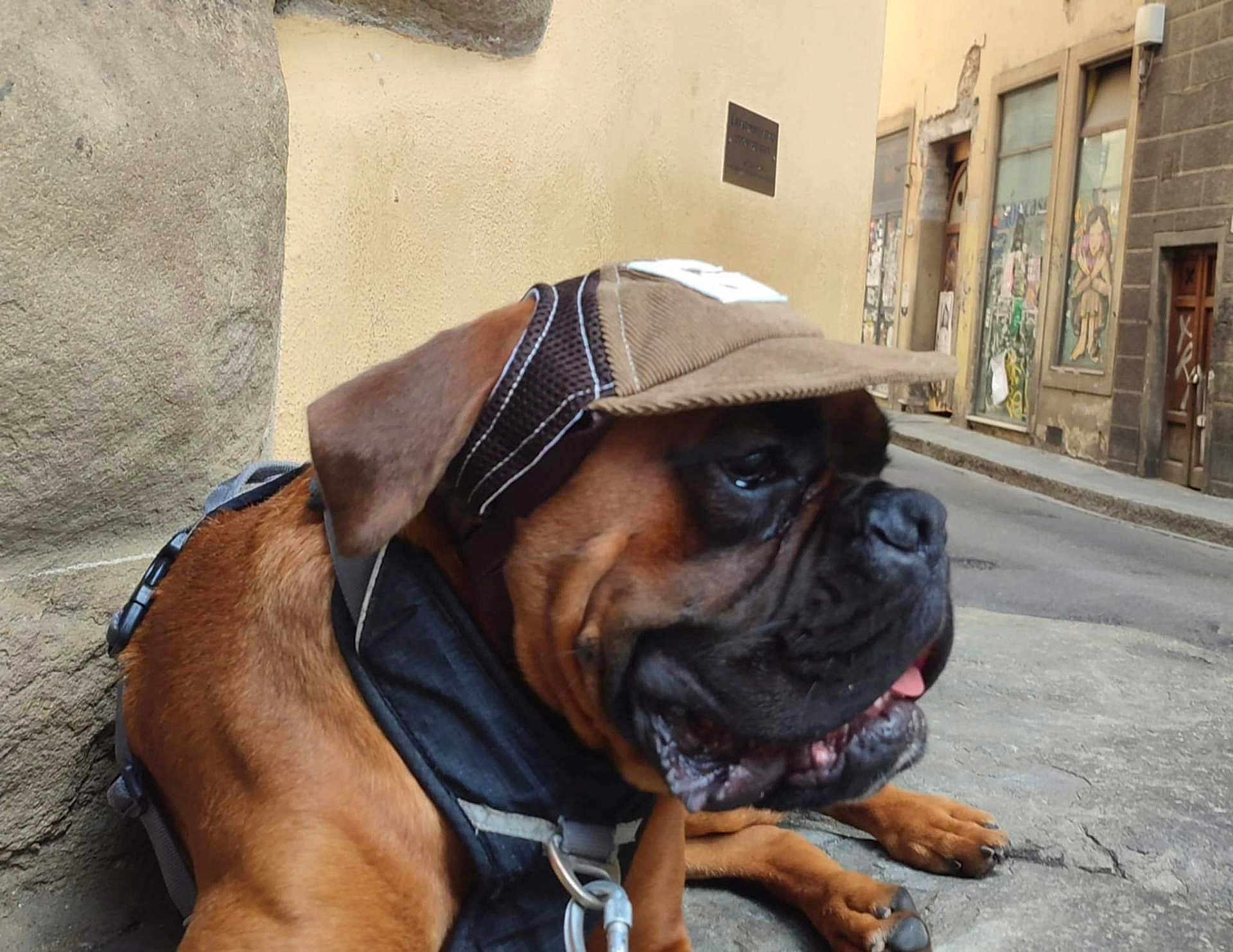 Vlad a rejoint le concours — aidez-le/la à gagner de superbes lots ! dog, brown_dog, cap, street, sidewalk, urban, building, wall, leash, resting, pet, canine, outdoor, pavement, closeup, portrait, animal, muzzle, ears, collar