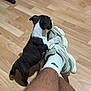 puppy, dog, shoe, sneaker, sock, leg, floor, wooden_floor, pet, animal, cute, indoor, small_dog, white_sock, black_and_white_dog, paw, human_leg, footwear, domestic_animal, playful
