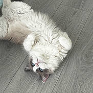 Blue is registered to the contest to win money with this photo: cat, fluffy, white, gray, blue_eyes, floor, wooden_floor, pet, animal, lying_down, cute, indoor, relaxed, fur, whiskers, paw, playful, domestic_cat, mammal, sleepy