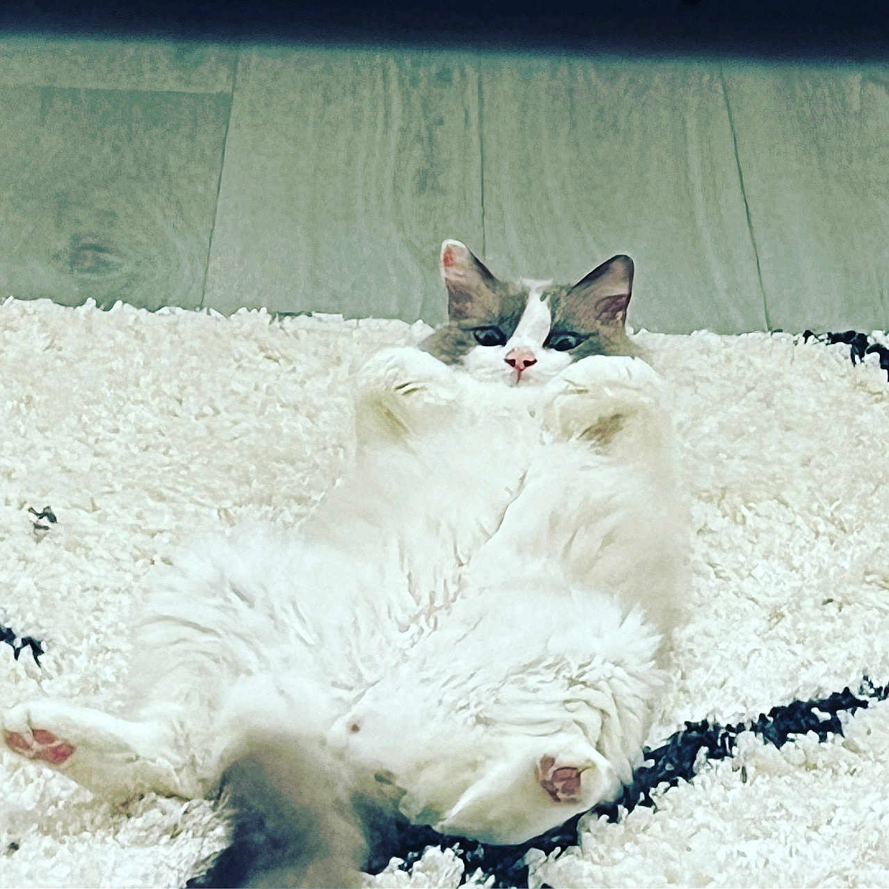 Blue joined the competition — help win amazing prizes! animal, cat, cute, fluffy, fur, gray_fur, home, indoor, looking, lying_down, paws_up, pet, pink_nose, playful, relaxed, rug, small_ears, whiskers, white_fur, wooden_floor