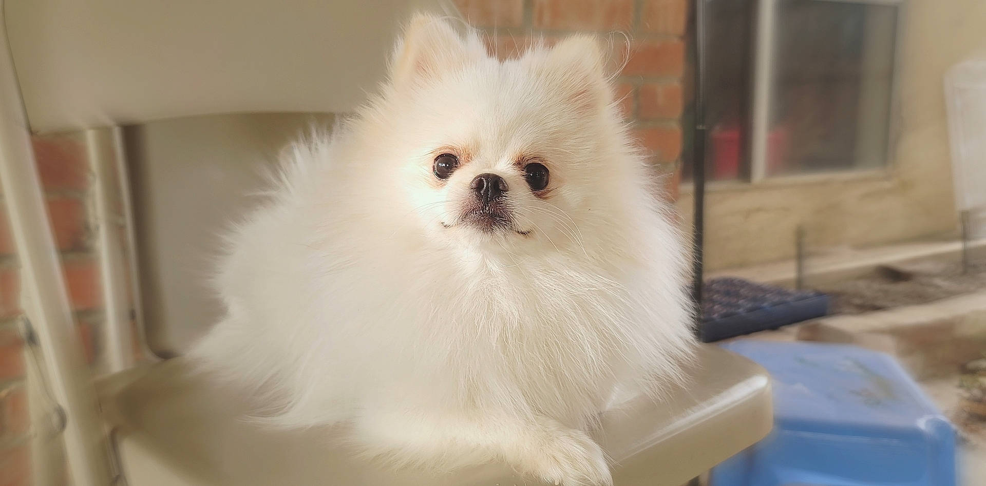 Barbie joined the competition — help win amazing prizes! ancient_dog_breeds, canidae, carnivore, companion_dog, dog, dog_breed, fawn, fur, german_spitz, german_spitz_klein, non_sporting_group, samoyed, snout, spitz, toy_dog, volpino_italiano, whiskers, working_animal