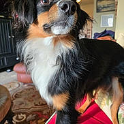 Paz is registered to the contest to win money with this photo: alert, animal, black, brown, canine, carpet, couch, dog, ears, eyes, fur, furniture, indoor, living_room, nose, pet, portrait, tricolor, whiskers, white