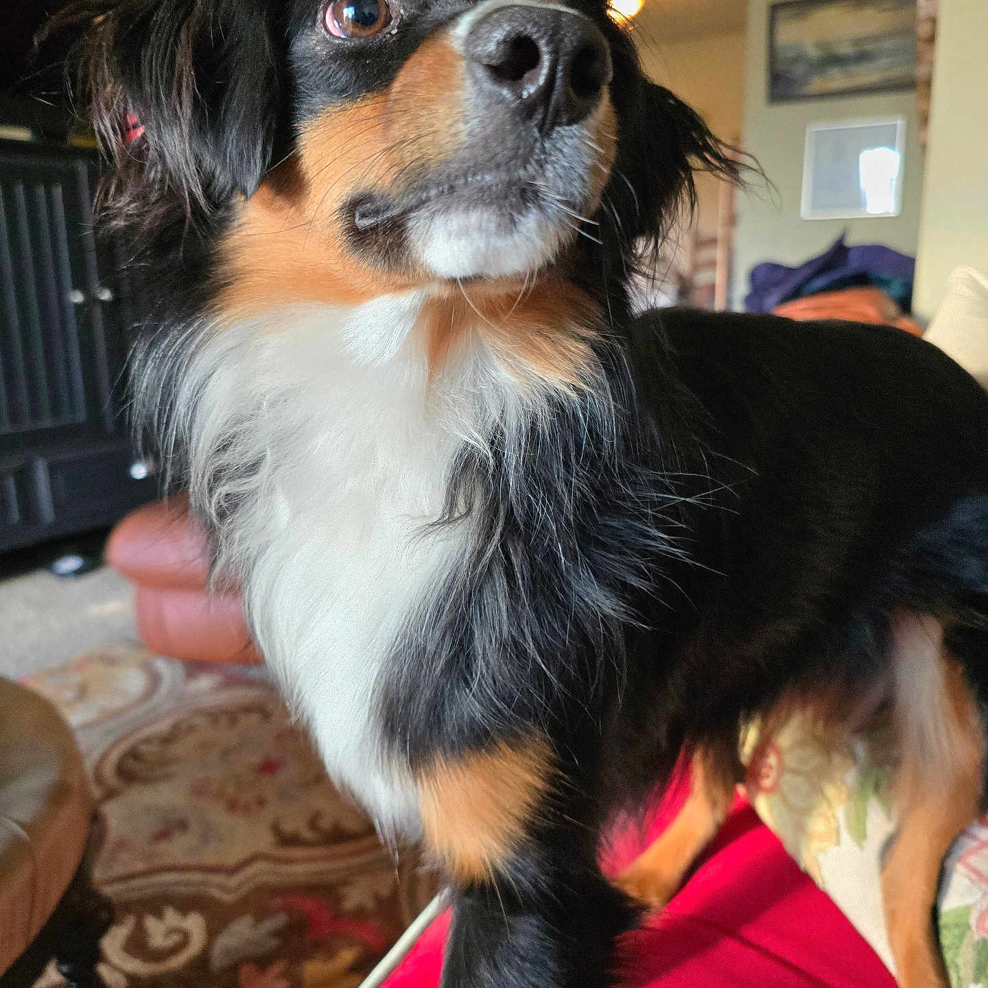 Paz is registered to the contest to win money with this photo: alert, animal, black, brown, canine, carpet, couch, dog, ears, eyes, fur, furniture, indoor, living_room, nose, pet, portrait, tricolor, whiskers, white