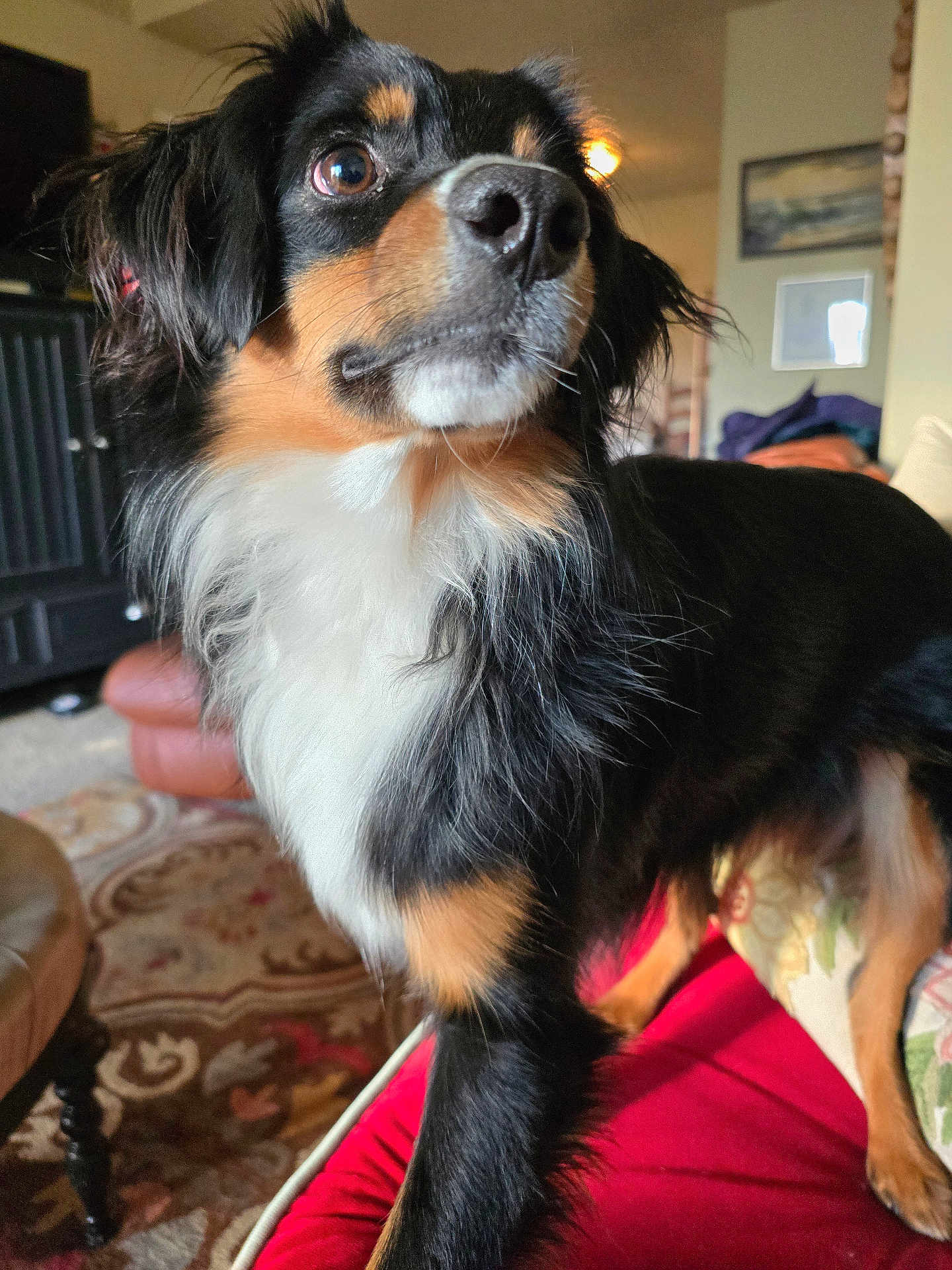 Paz is registered to the contest to win money with this photo: alert, animal, black, brown, canine, carpet, couch, dog, ears, eyes, fur, furniture, indoor, living_room, nose, pet, portrait, tricolor, whiskers, white