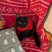 Mazzy is registered to the contest to win money with this photo: black_cat, blanket, cat, chair, christmas, cozy, ears, eyes, festive, indoor, kitten, pattern, pillow, portrait, red_sweater, sweater, tail, textile, whiskers, wooden_chair
