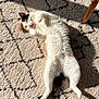 animal, black, calico, carpet, cat, cozy, cute, fur, home, indoor, lying_down, orange, paw, pet, playful, relaxed, resting, shadow, sunlight, white
