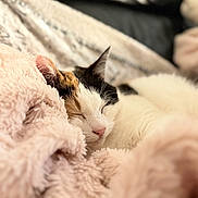 Pixel participe au concours pour gagner de l'argent avec cette photo : animal, blanket, calico, cat, closeup, comfort, cozy, cute, domestic, fluffy, fur, indoor, nap, pet, pink, relaxation, rest, sleeping, soft, warm