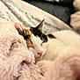 animal, blanket, calico, cat, closeup, comfort, cozy, cute, domestic, fluffy, fur, indoor, nap, pet, pink, relaxation, rest, sleeping, soft, warm