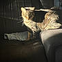 cat, tabby_cat, striped_fur, leather_couch, jeans, sunlight, indoor, pet, animal, feline, resting, curious, whiskers, ears, paws, shadow, texture, casual, relaxed, home