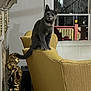 animal, cat, cozy, curious, decor, floor, furniture, golden_statue, gray_cat, home, indoor, living_room, night, perched, pet, soft_lighting, statue, tail, window, yellow_couch