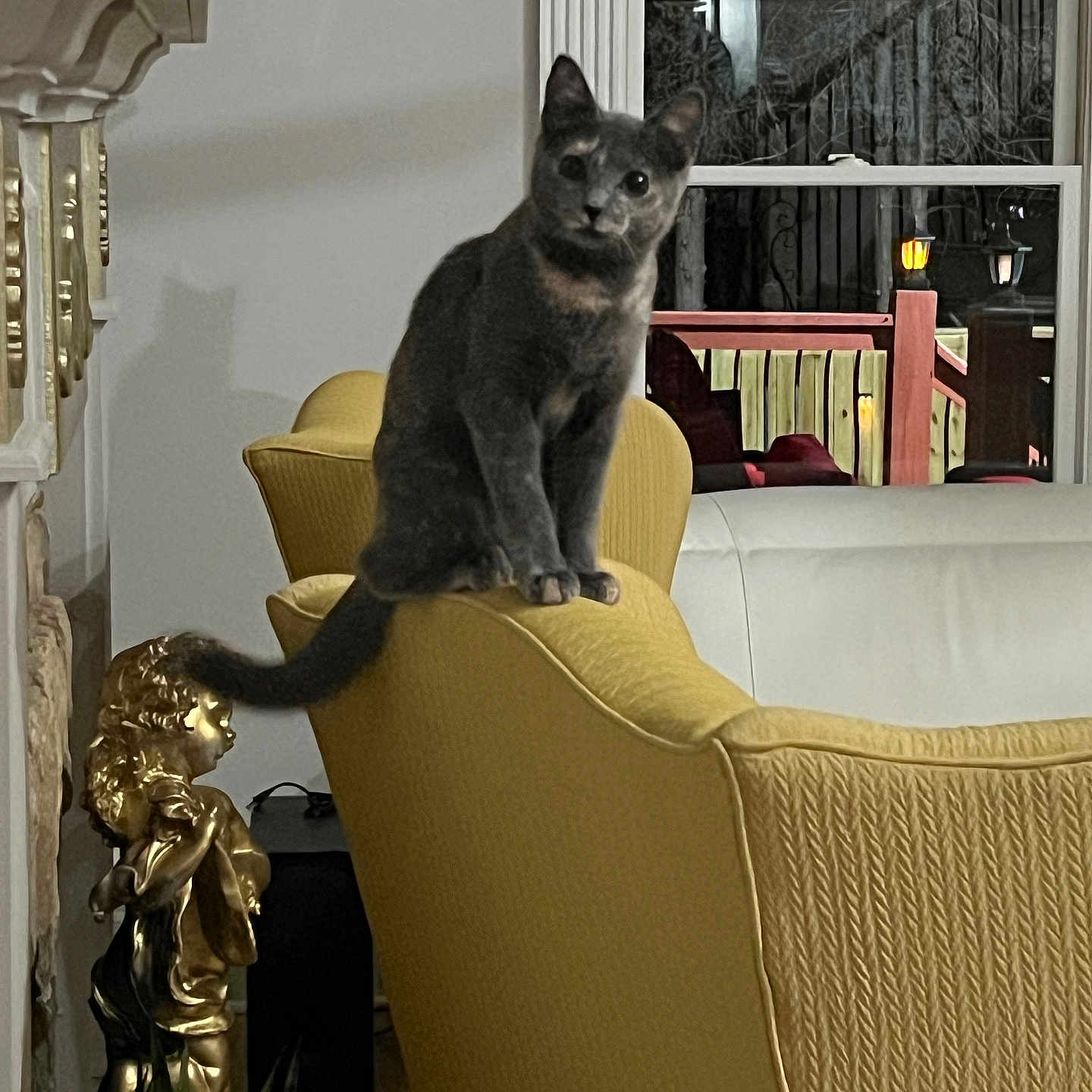 Blu joined the competition — help win amazing prizes! animal, cat, cozy, curious, decor, floor, furniture, golden_statue, gray_cat, home, indoor, living_room, night, perched, pet, soft_lighting, statue, tail, window, yellow_couch