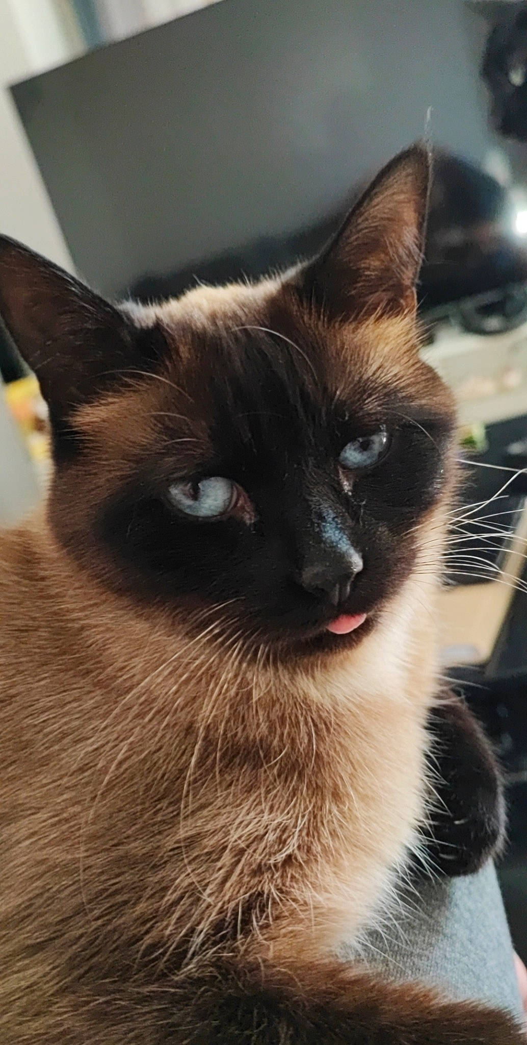 Kity participe au concours pour gagner de l'argent avec cette photo : carnivore, cat, close_up, domestic_short_haired_cat, felidae, fur, siamese, small_to_medium_sized_cats, snout, terrestrial_animal, whiskers