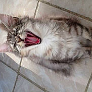 Jay-zee Blue Of Love a rejoint le concours — aidez-le/la à gagner de superbes lots !