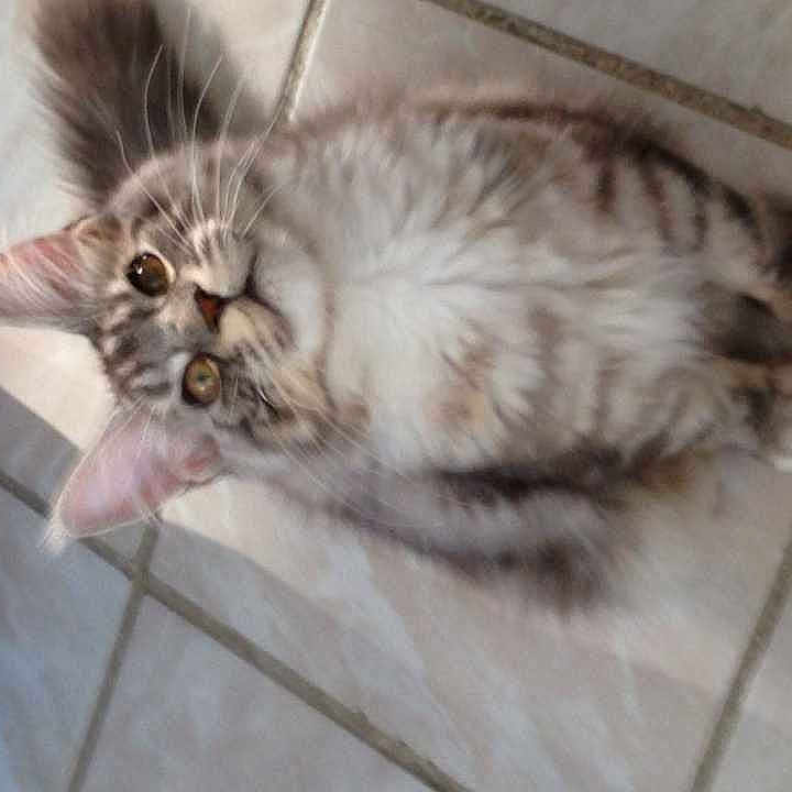 Jay-zee Blue Of Love