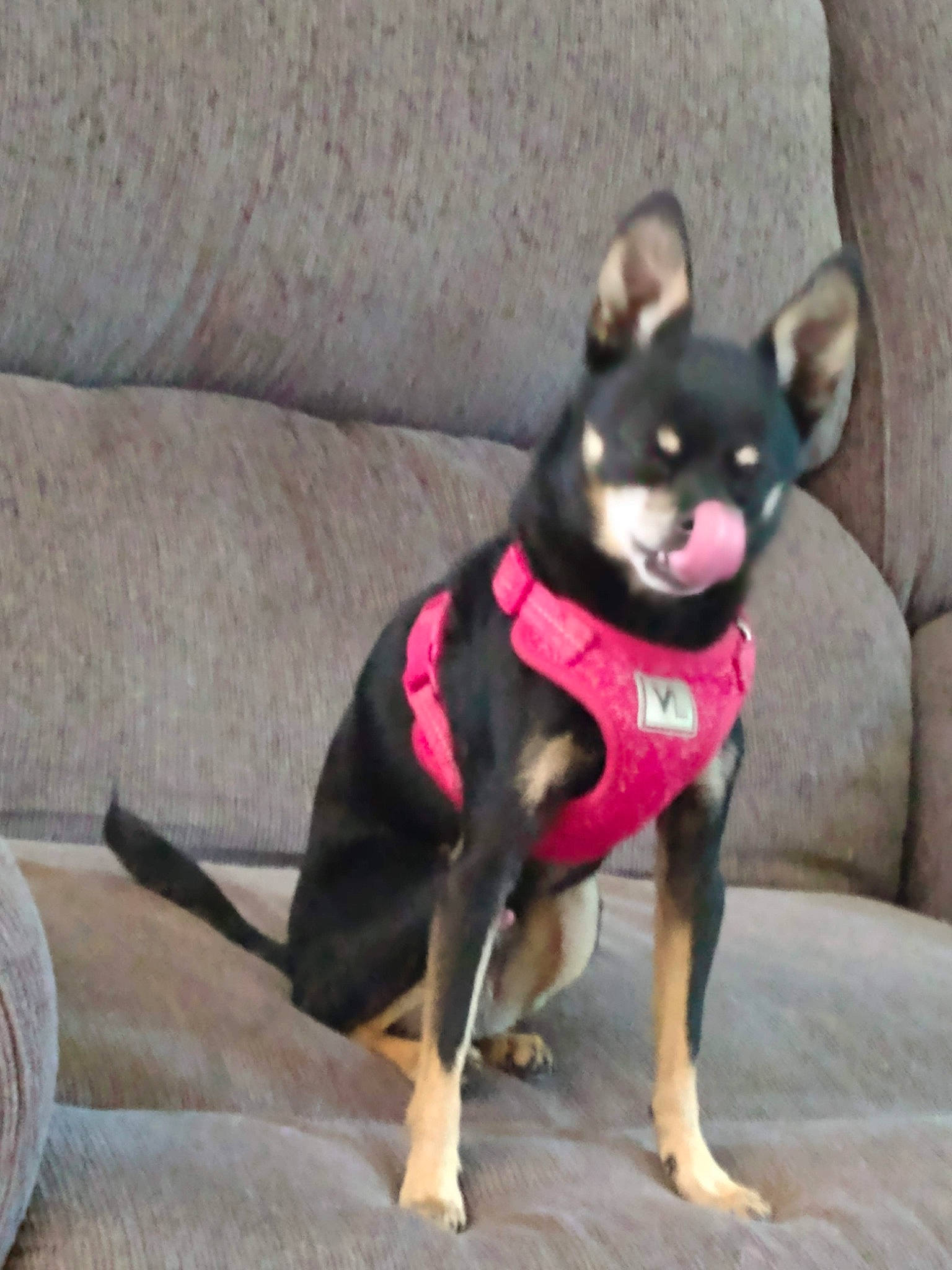 Vegeta joined the competition — help win amazing prizes! canidae, carnivore, collar, companion_dog, couch, dog, dog_breed, dog_collar, dog_supply, fashion_accessory, fawn, grey, leash, pet_supply, snout, sporting_group, tail, toy_dog, working_animal, working_dog