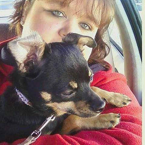 Vegeta joined the competition — help win amazing prizes! canidae, carnivore, chihuahua, companion_dog, dog, dog_breed, love, miniature_pinscher, nose, prazsky_krysarik, puppy, puppy_love, russkiy_toy, snout, toy_dog