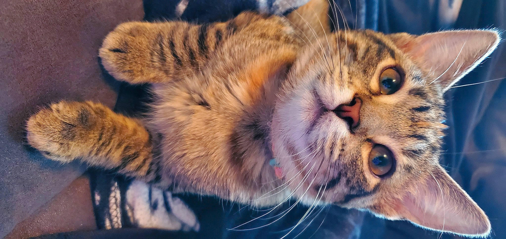 Kairi joined the competition — help win amazing prizes! american_shorthair, california_spangled, carnivore, cat, close_up, domestic_short_haired_cat, dragon_li, european_shorthair, eye, felidae, fur, kitten, mammal, nose, pixie_bob, small_to_medium_sized_cats, snout, tabby_cat, toyger, whiskers