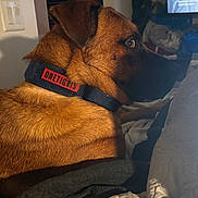 Hoagie is registered to the contest to win money with this photo: dog, brown_dog, collar, indoor, blanket, television, side_view, pet, fur, animal, close_up, bedroom, quilt, light_switch, furniture, relaxation, watching_tv, domestic, companion, canine