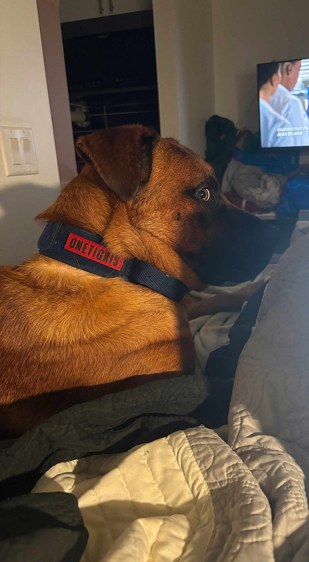Hoagie is registered to the contest to win money with this photo: dog, brown_dog, collar, indoor, blanket, television, side_view, pet, fur, animal, close_up, bedroom, quilt, light_switch, furniture, relaxation, watching_tv, domestic, companion, canine