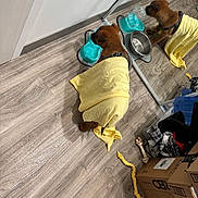 Hoagie is registered to the contest to win money with this photo: animal, brown_dog, cardboard_boxes, clothing, dog, domestic, flooring, household_items, hydration, indoor, mirror, pet, plastic_bowl, reflection, room, rope_toy, towel, water_bowl, wood_floor, yellow_towel