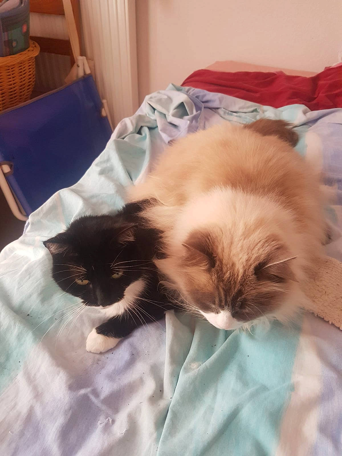 Hermine a rejoint le concours — aidez-le/la à gagner de superbes lots ! bed, bedding, carnivore, cat, chair, comfort, curtain, domestic_short_haired_cat, fawn, felidae, fur, linens, nap, paw, room, sleep, small_to_medium_sized_cats, tail, whiskers