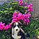 Baloo