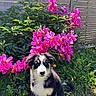 puppy, dog, flowers, pink_flowers, greenery, garden, sunlight, outdoor, grass, plant, fence, nature, pet, cute, animal, young_dog, adorable, fluffy, spring, colorful