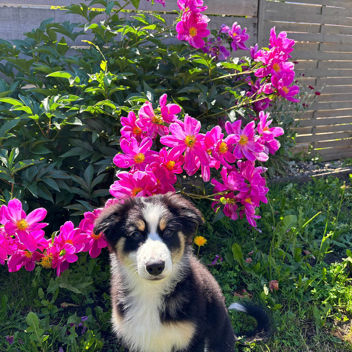 Baloo