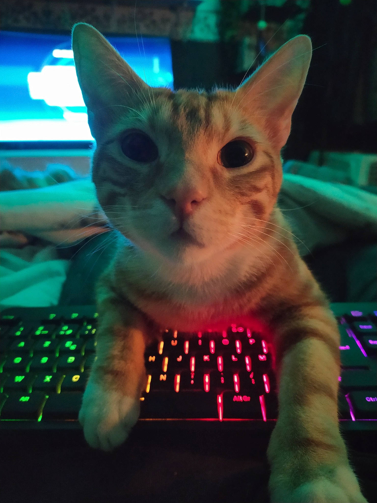 Forrest a rejoint le concours — aidez-le/la à gagner de superbes lots ! carnivore, cat, computer, darkness, display_device, electric_blue, electronic_device, electronic_instrument, felidae, finger, flat_panel_display, gadget, gesture, magenta, nail, netbook, organism, small_to_medium_sized_cats, space_bar, whiskers