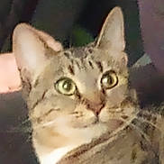 Chola joined the competition — help win amazing prizes! cat, tabby, closeup, pet, animal, feline, ears, whiskers, eyes, face, fur, domestic_cat, looking, portrait, mammal, cute, indoor, blurred, focus, background