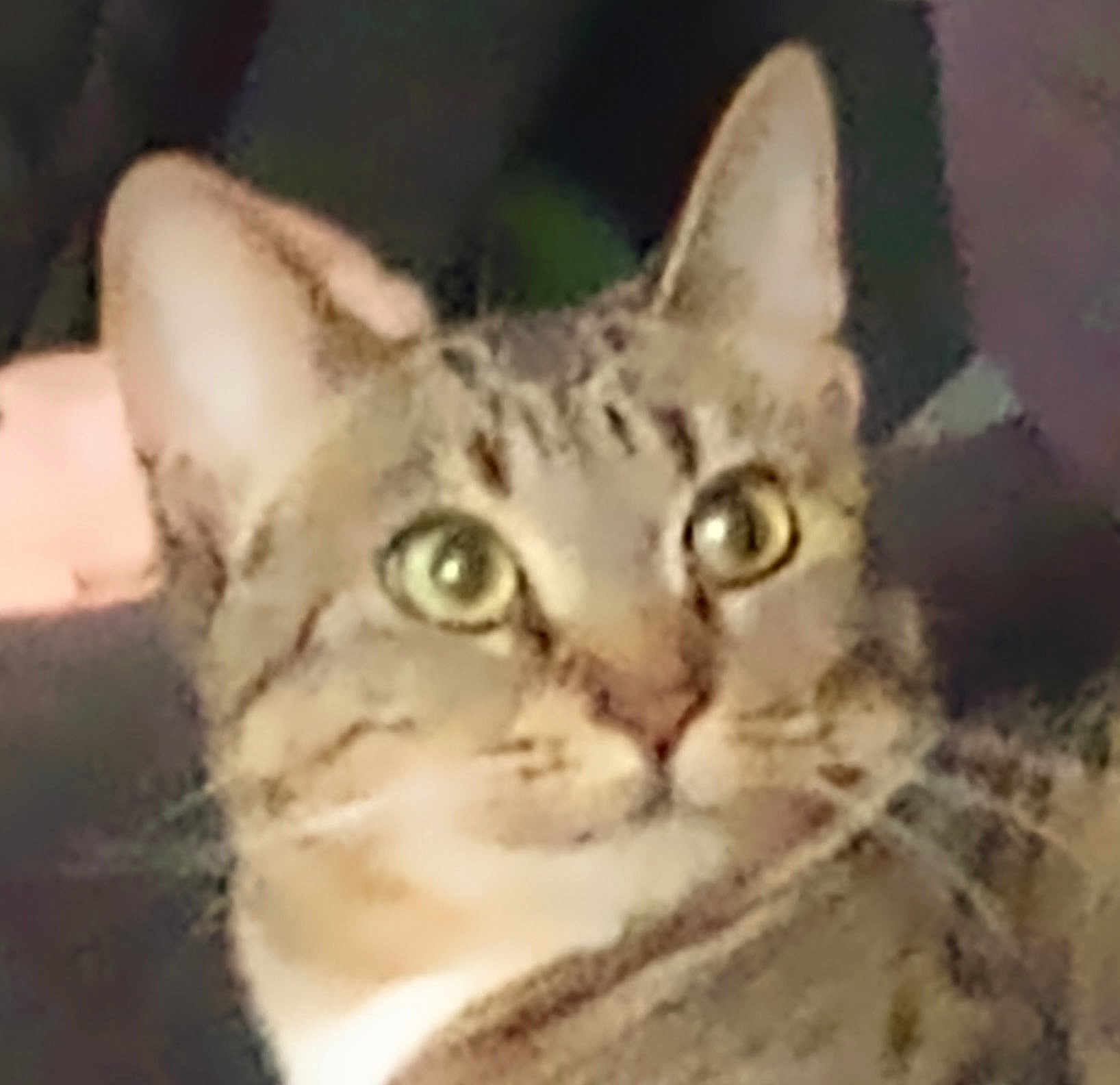 Chola joined the competition — help win amazing prizes! cat, tabby, closeup, pet, animal, feline, ears, whiskers, eyes, face, fur, domestic_cat, looking, portrait, mammal, cute, indoor, blurred, focus, background