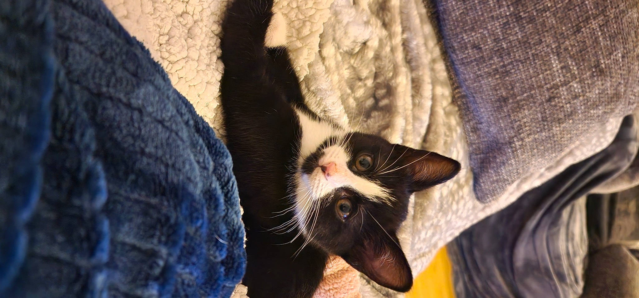 Dottie joined the competition — help win amazing prizes! beard, carnivore, cat, close_up, eye, fang, felidae, foot, gesture, head, human_body, iris, jaw, leg, small_to_medium_sized_cats, snout, tail, whiskers, window, yawn