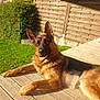 animal, architecture, backyard, building, canine, deck, dog, germanshepherd, grass, hardwood, indoors, interiordesign, nature, outdoors, pet, plant, plywood, puppy, wood, yard